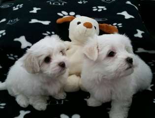 Intelligent Maltese Pups voor adoptie.