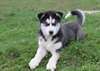 Micro Siberian Husky - photo 1