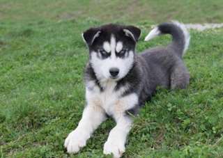 Micro Siberian Husky