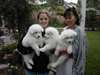 mignons chiots samoyèdes pour adoption - photo 1