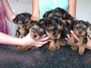 A réserver 7 chiots d'apparence Yorkshire terrier