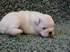 Bulldog Anglais a donner - photo 2