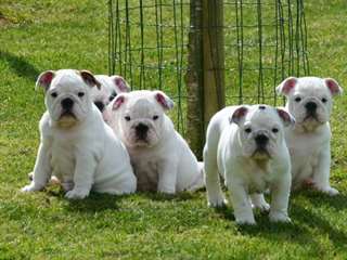 Bulldog Anglais a donner