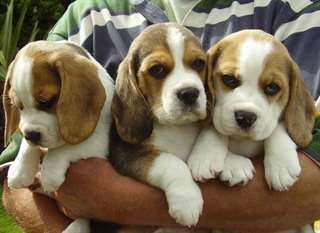 chiots Beagle disponibles