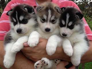 chiots Husky sibérien en suspens