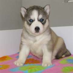 chiots Husky sibérien en suspens