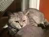 Recherche propriétaire d'un chat adulte mâle - photo 2