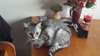 Recherche propriétaire d'un chat adulte mâle - photo 3