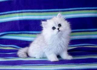 Deux chatons Persian libre (305) 762-9087