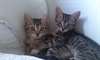 chatons Bengal messages au (305) 762-9087 - photo 1