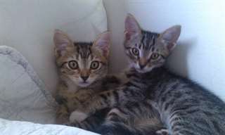 chatons Bengal messages au (305) 762-9087