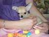 2 bébés chihuahua - photo 2