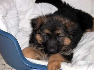 Donne Chiot Beger Allemand Femelle