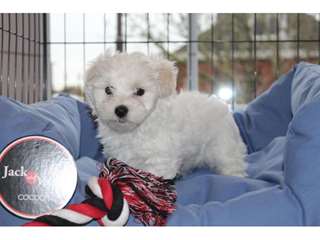 A donner chiot type bichon maltais contre bon soin