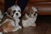 Beaux chiots Shih Tzu pour adoption - photo 1