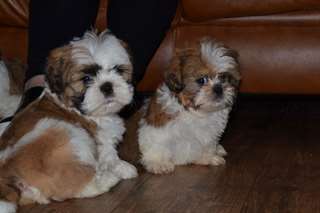Beaux chiots Shih Tzu pour adoption