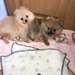 SPITZ NAIN POMERANIEN ORANGE - photo 2