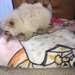 SPITZ NAIN POMERANIEN ORANGE - photo 3