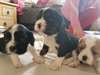Chiots Cavaliers King Charles Pure Race adoption - photo 1