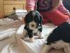 Chiots Cavaliers King Charles Pure Race adoption - photo 2