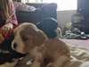 Chiots Cavaliers King Charles Pure Race adoption - photo 3