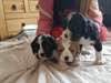 Chiots Cavaliers King Charles Pure Race adoption - photo 4