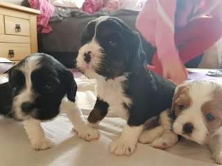 Chiots Cavaliers King Charles Pure Race adoption