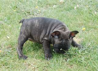 adorable chiot bouledogue français de pure race