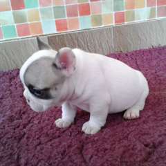 Bouledogue français loof