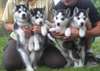 yeux bleus mâles et femelles chiots husky sibérien - photo 1