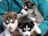 yeux bleus mâles et femelles chiots husky sibérien - photo 2