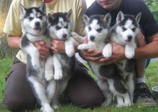 yeux bleus mâles et femelles chiots husky sibérien