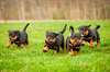 Chiots Rod Weiler mâles et femelles à vendre - photo 1