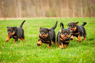 Chiots Rod Weiler mâles et femelles à vendre