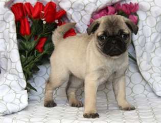 chiots type carlin
