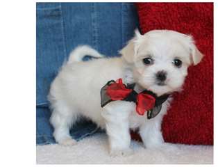 Chiots type bichon maltais