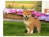 magnifiques chiots de type shiba inu - photo 1
