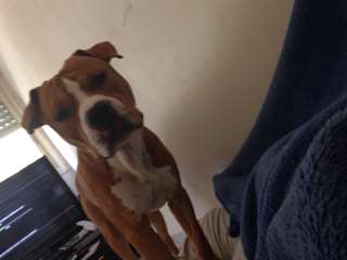 A adopter un americain staff
