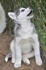 chiots husky à Donner