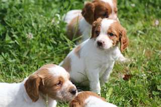 chiots Epagneuls Breton à donner