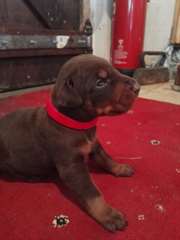 chiens doberman a donner