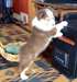 AKC chiots berger australien! pour adoption - photo 1