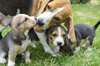 Beagle elizabeth - photo 1