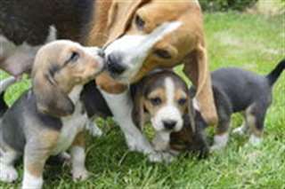 Beagle elizabeth