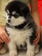 Chiots husky sibérien "lof"dispo