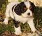 reserver 8 chiots cavalier king charles lof - photo 1