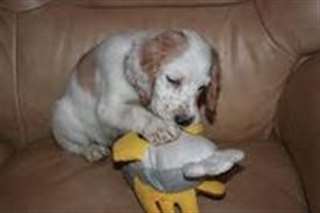 Adorables chiots setter anglais &#224; r&#233;server