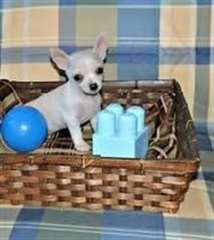 Superbe chiots chihuahua lof a reserver