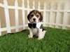 chiots beagle lof a reserver - photo 1