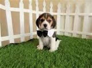 chiots beagle lof a reserver